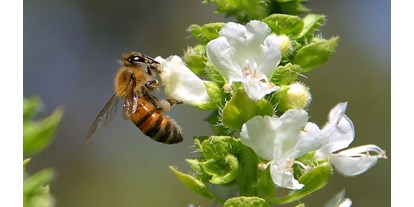 regionale Unternehmen - Zahlungsmöglichkeiten: Überweisung - Nordrhein-Westfalen - Bienenpatenschaft - Bienenpatenschaft