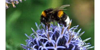 regionale Unternehmen - Zahlungsmöglichkeiten: Überweisung - Königswinter - Bienenpatenschaft - Bienenpatenschaft