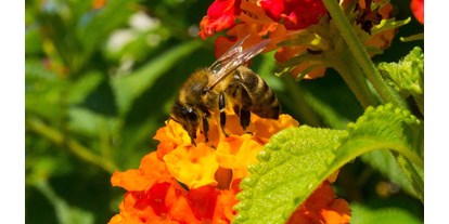 regionale Unternehmen - Zahlungsmöglichkeiten: Überweisung - PLZ 53639 (Deutschland) - Bienenpatenschaft - Bienenpatenschaft