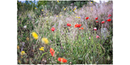 regionale Unternehmen - Produkt-Kategorie: Pflanzen und Blumen - Wildblumenwiese - Wildblumenwiese