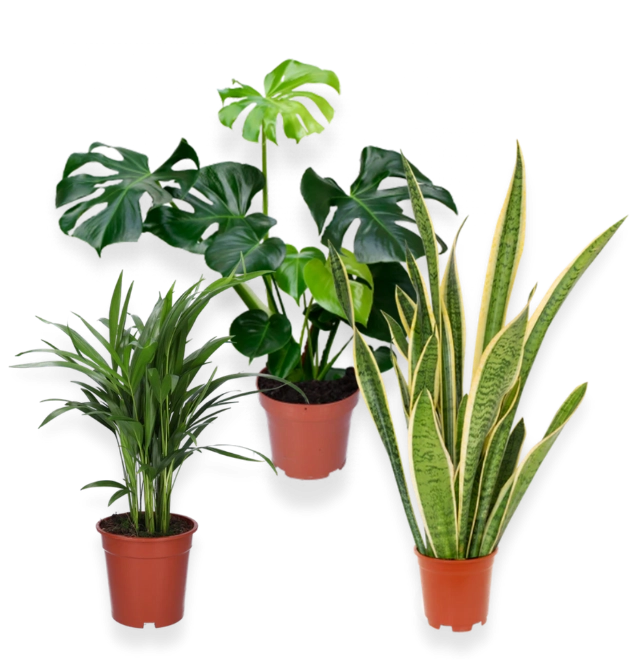 Pflanzeplus Kleine Auswahl unserer Produkte Pflanzensets
