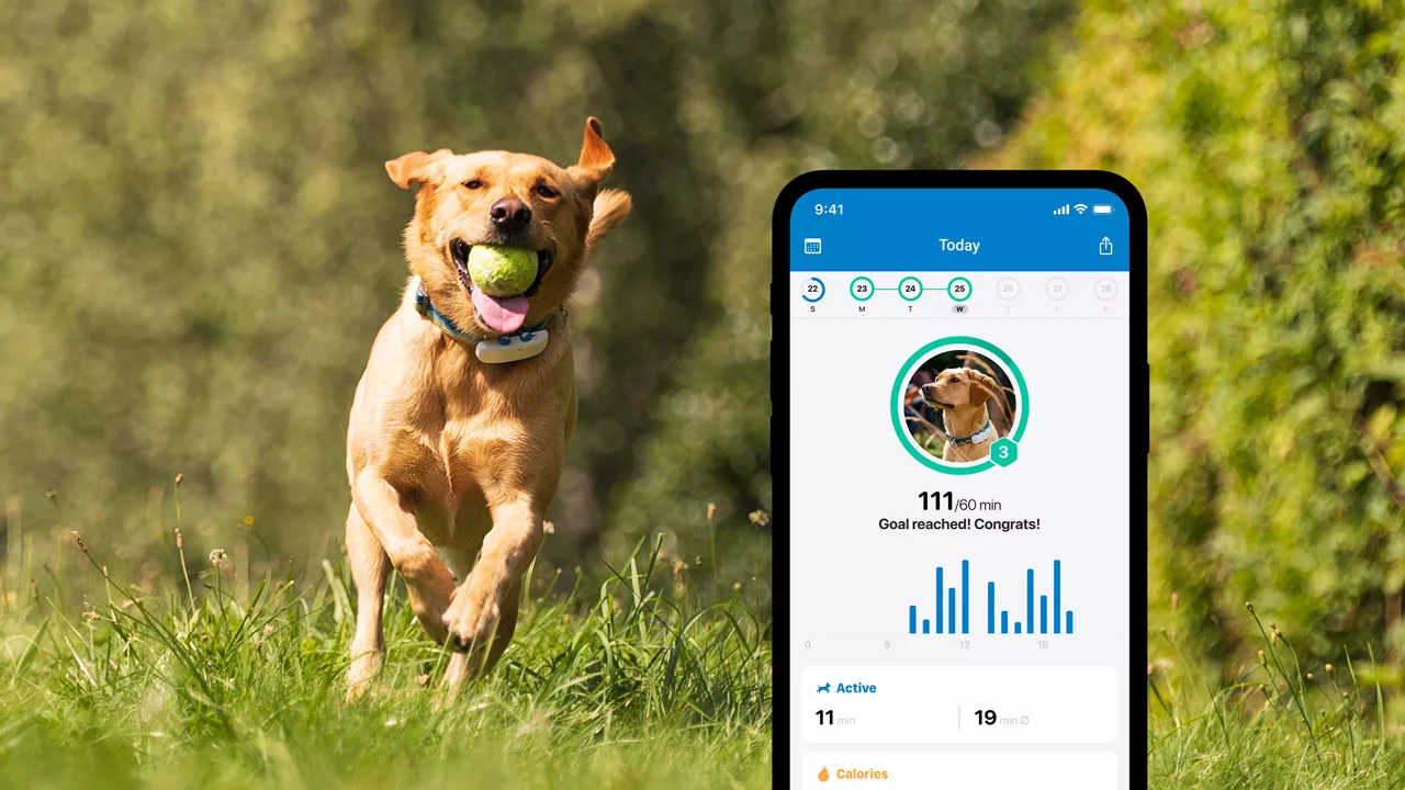 Tractive Kleine Auswahl unserer Produkte GPS-Tracker für Hunde