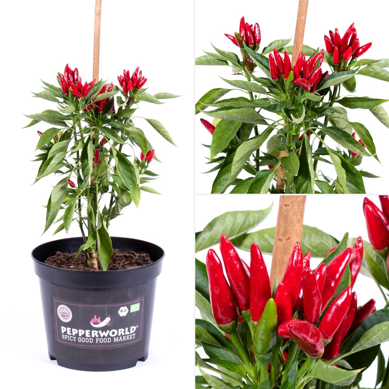 Pepperworld Kleine Auswahl unserer Produkte Chili-Pflanzen in Bio-Qualität