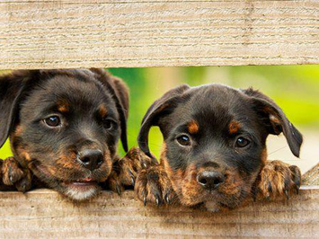 Elbhunde Kleine Auswahl unserer Produkte Neues Hunde Zubehör im Elbhunde Online Shop