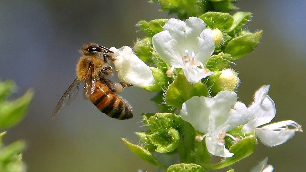 onlinemarketing: Bienenpatenschaft - Bienenpatenschaft