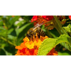onlinemarketing: Bienenpatenschaft - Bienenpatenschaft
